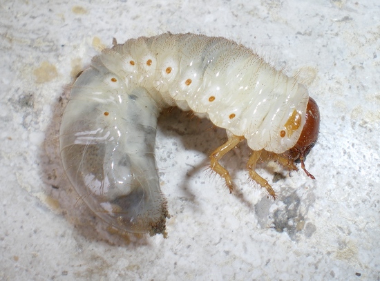 Pentodon bidens: la metamorfosi